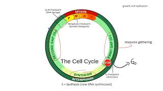 GCC BIOL 251 - The Cell Cycle