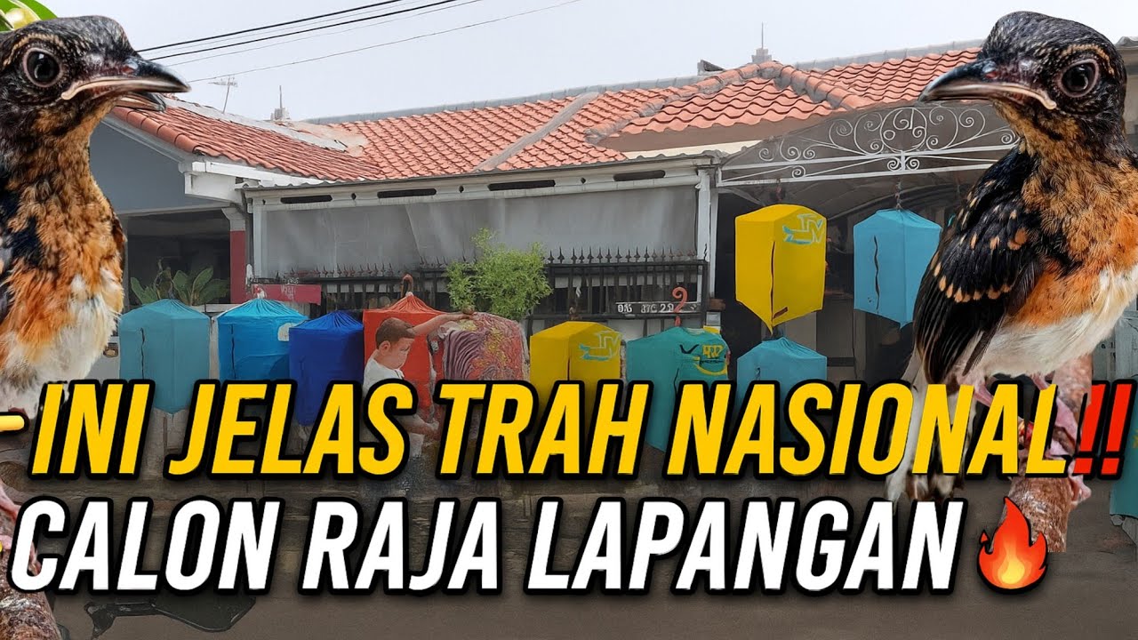 INI JELAS‼️ MURAI TROTOL TRAH NASIONAL DARI RAI BF BEKASI KUALITAS RAJA GANTANGAN🔥