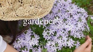Have you ever smelled the scent of blue stars? How beautiful spring is in April! by 양평서정이네 garden life 43,584 views 3 weeks ago 16 minutes