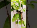 Cute Bulbul Hiding in My Plant 🌿🐦 | Adorable Bird Moment 😍#Bulbul #CuteBird #NatureLovers