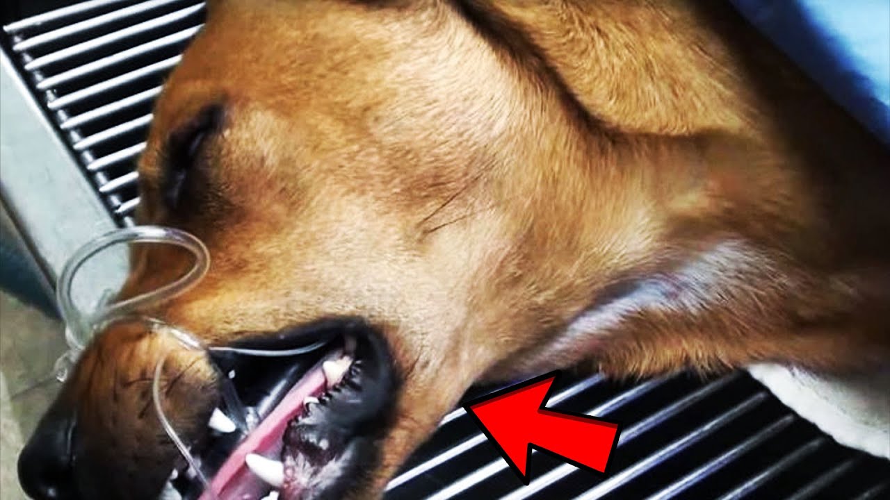 В приюте решили усыпить собаку. Но за 5 минут до процедуры произошло ...