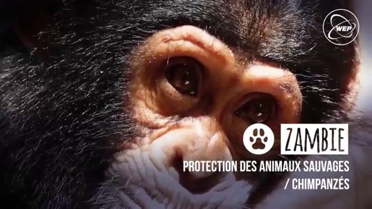 WEP Protection des animaux sauvages en Zambie