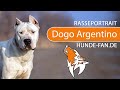 Dogo Argentino [2019] Rasse, Aussehen & Charakter の動画、YouTube動画。