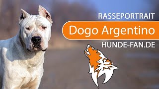 ► Dogo Argentino [2020] History, Appearance, Temperament, Training, Exercise, Care & Health