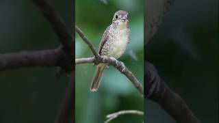 Cendet Macanmasteran Kasar Speed Super Rapet