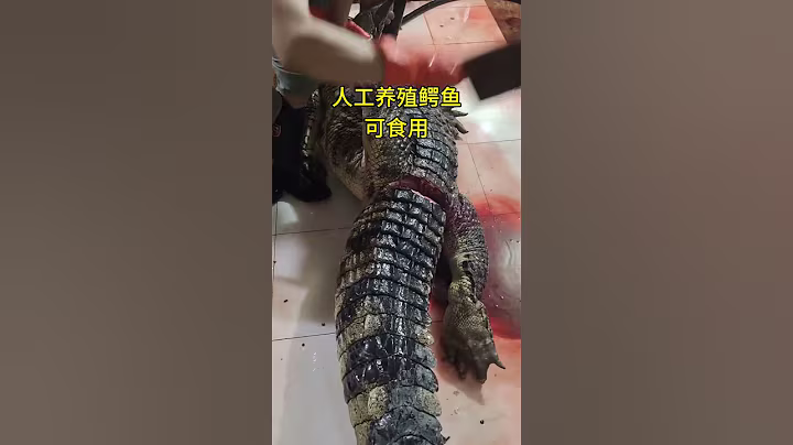 A large crocodile weighing several hundred kilograms #crocodile #shipping nationwide #high