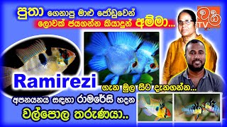 Ramiresi breeding complete guide |   ලංකාවේ ප්‍රථම වතාවට රාමරේසි අභිජනනය  | wkkra life
