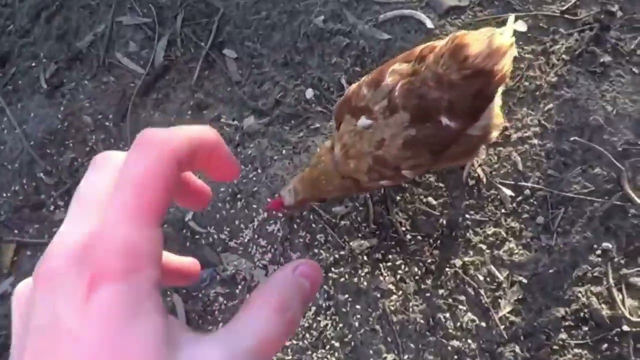 how2basic going feral for 82 seconds