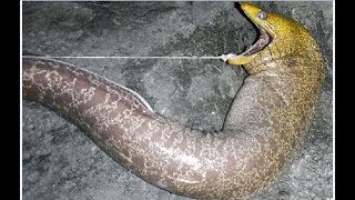 طريقة تنظيف سمكة ثعبان البحر مرينة أسماك الموراي