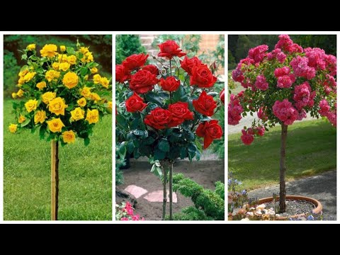 Vídeo: O que é uma rosa de árvore (Padrões de Rosa)