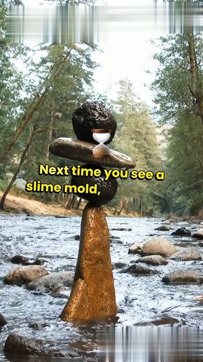 Slime Mold MASTERMIND Solves the Maze! - YouTube