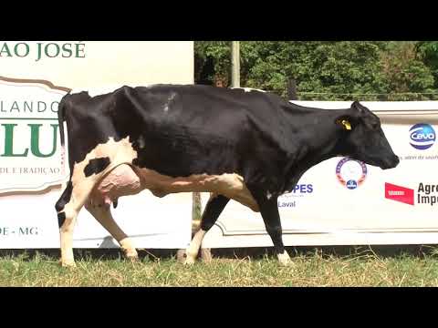 LOTE 33   LEILÃO SJ LALU   DIA 2 DE MAIO, DOMINGO, 10HS   TRANSMISSÃO REMATEWEB COM PLUS