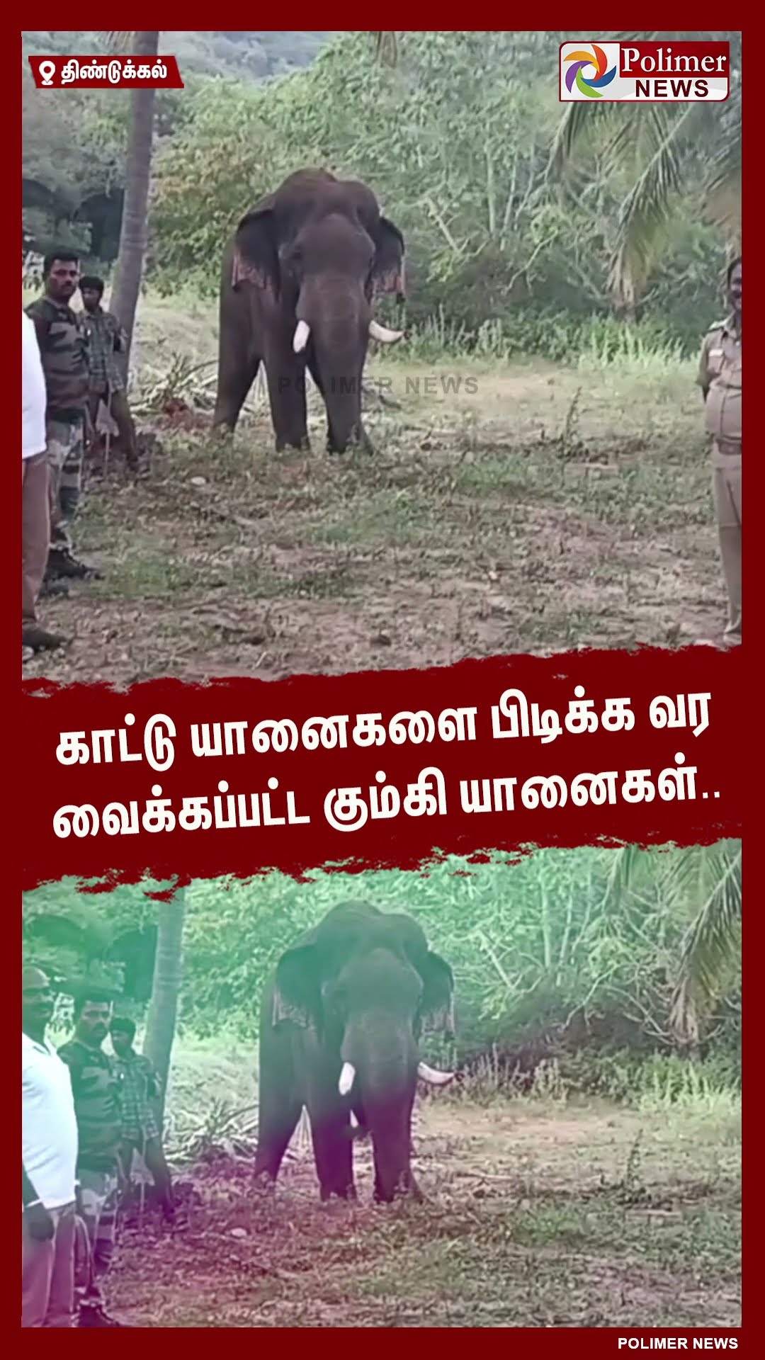 காட்டு யானைகளை பிடிக்க வர வைக்கப்பட்ட கும்கி யானைகள்.. #shorts