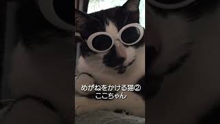 メガネをかけた猫②ここちゃん　#shorts