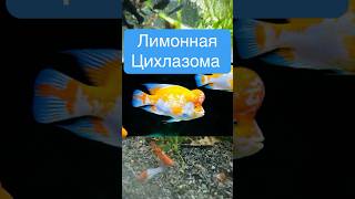 Красивая цихлида в аквариуме