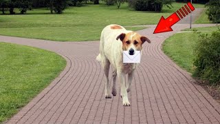 The dog carried a strange letter in his teeth, the old man burst into tears when he read it!