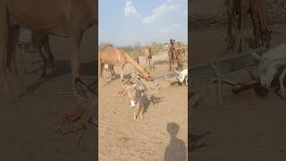 camels thar water vidio @Baabetharvijuto