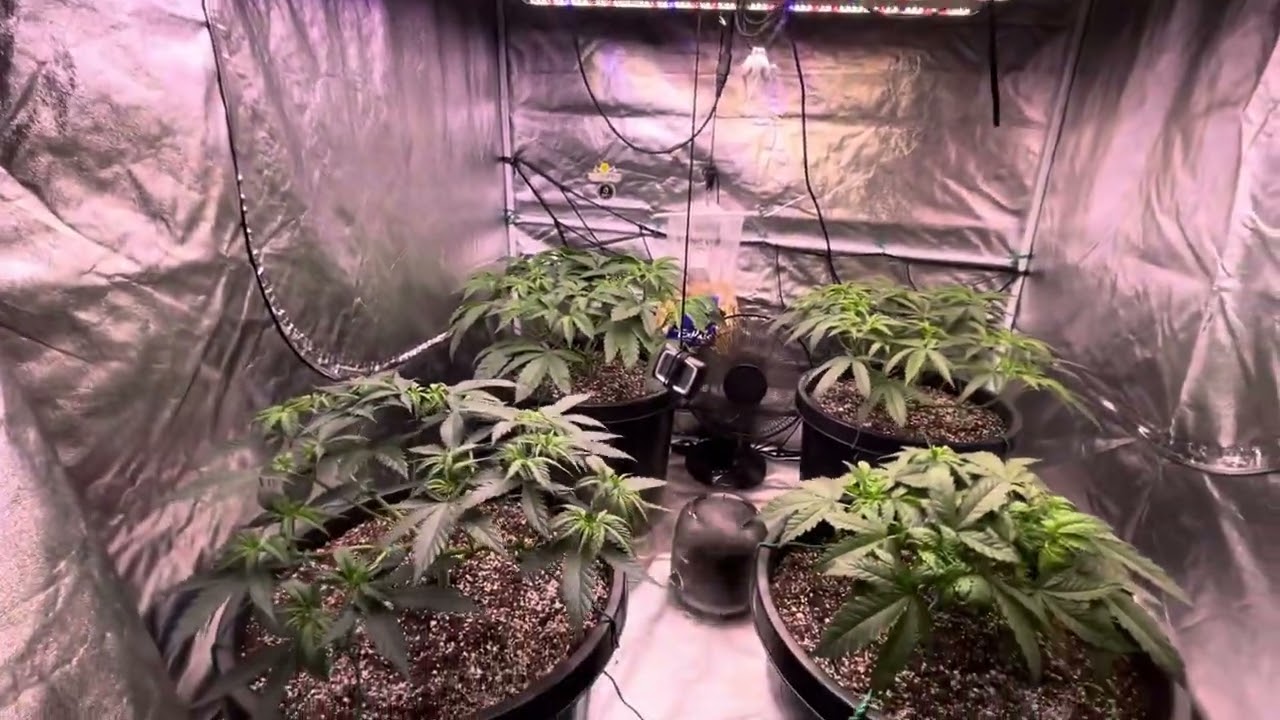 Spider-mites in my grow tent what a pain