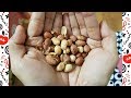 烤花生 Bake peanuts 無油免顧火