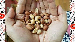 烤花生 Bake peanuts 無油免顧火