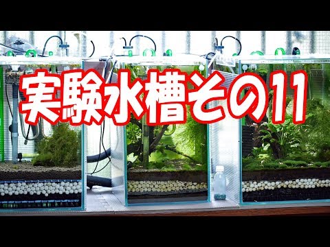 実験水槽その１１　沈殿層のデトリタスを吸い出せる水槽を立ち上げてみた Crystal Red Shrimp Tank Setup Undergravel Filter 【アクアリウム】