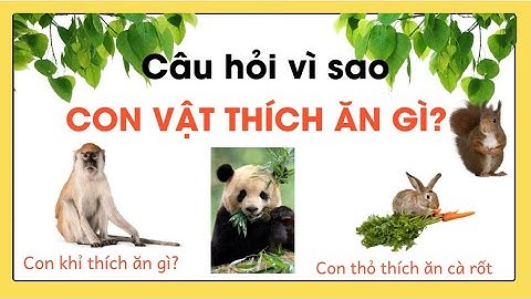 Con vật thích ăn gì?|Thức Ăn Của Các Con Vật|Bé học động vật