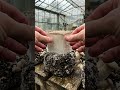 How to Grow a Cube Mushroom Using a Japanese Fruit Molding Technique 🍄⬜  This mushroom was guided i