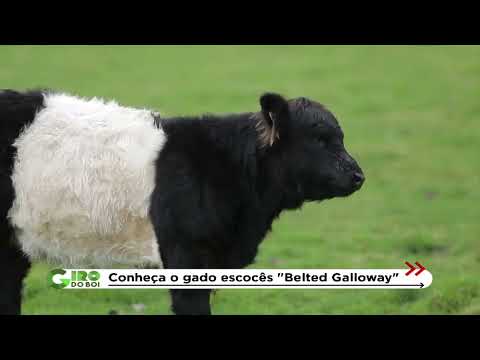 Vídeo: Galloway é irlandês ou escocês?