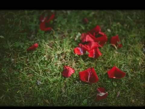Video: Pieniä Ruusuja