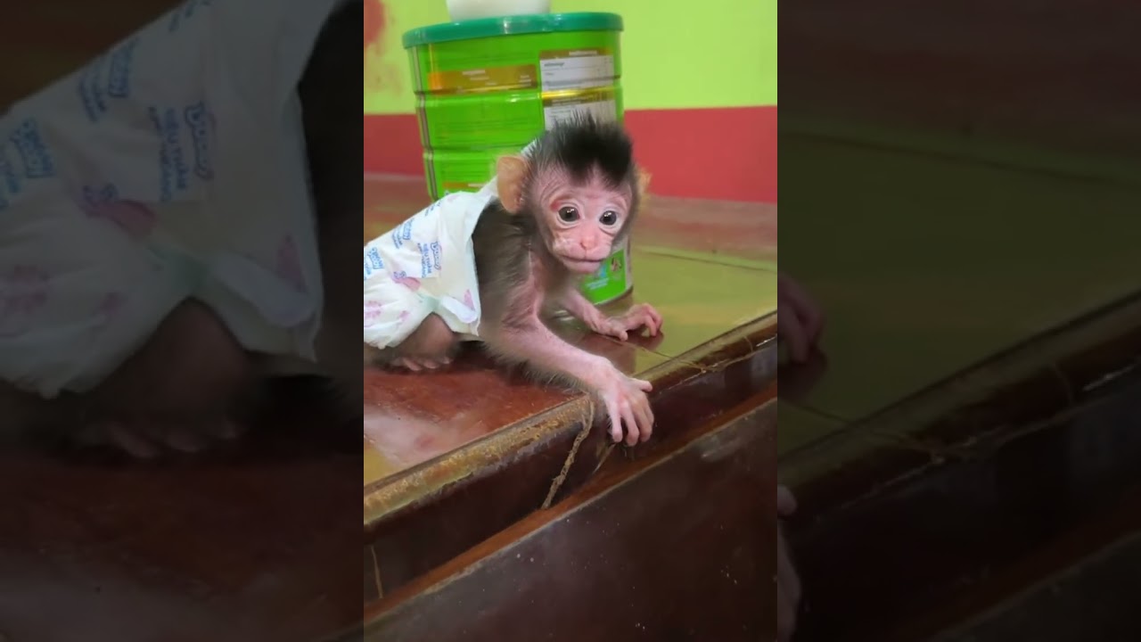 Baby monkey life🐒