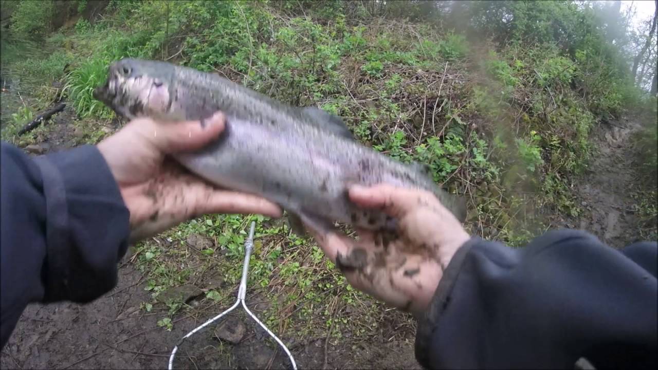 Do Trout Worms Actually Work? Pond Trout Fishing With Trout Worms