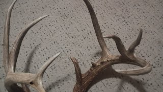 Mounting a whitetail buck part 2#taxidermy