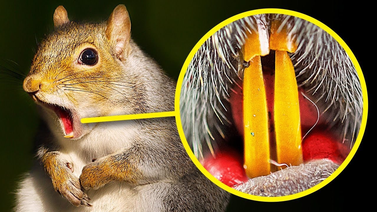 リスの歯はオレンジ色 動物にまつわる豆知識集 Youtube