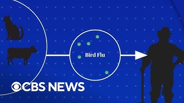 How a bird flu pandemic could emerge