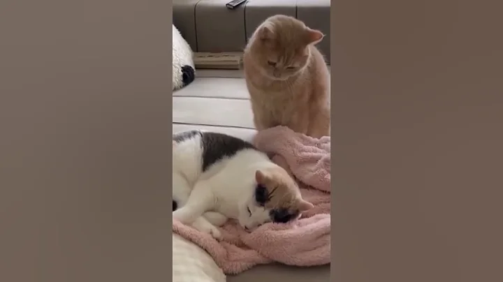 Video 9869701: compilations funny pets, fails pets, loud cat, laugh cats dogs, best cats dogs