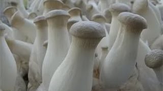 Белые степные грибы Еринги в домашних условиях