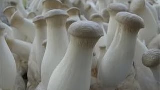Download lagu Белые степные грибы Еринги в домашних условиях Белые степные грибы Еринги в домашних условиях
