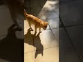 My Cat Morning Routine! #shortsfeed