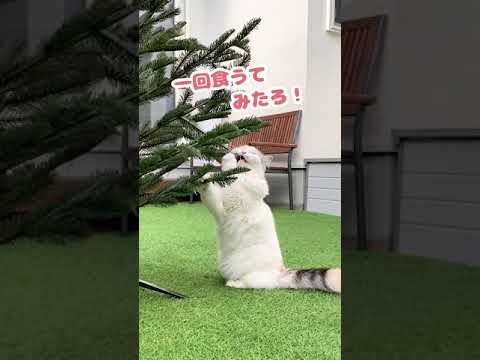 なんで結構しがんだ後にゆうてきとんの？【おしゃべりする猫】 #Shorts