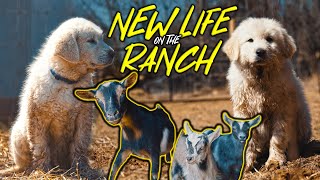 NEW Livestock Guardian DOGS To PROTECT Our FARM ANIMALS! Ranch Security