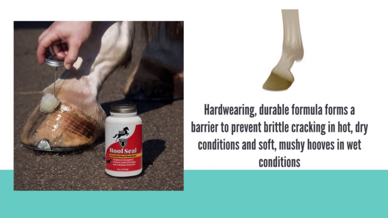 Essential Horse Hoof Seal Happy Horse YouTube
