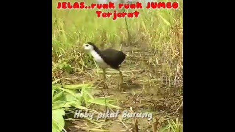 Tepat di depan mata Ruak ruak ukuran nya jumbo terjerat#shorts