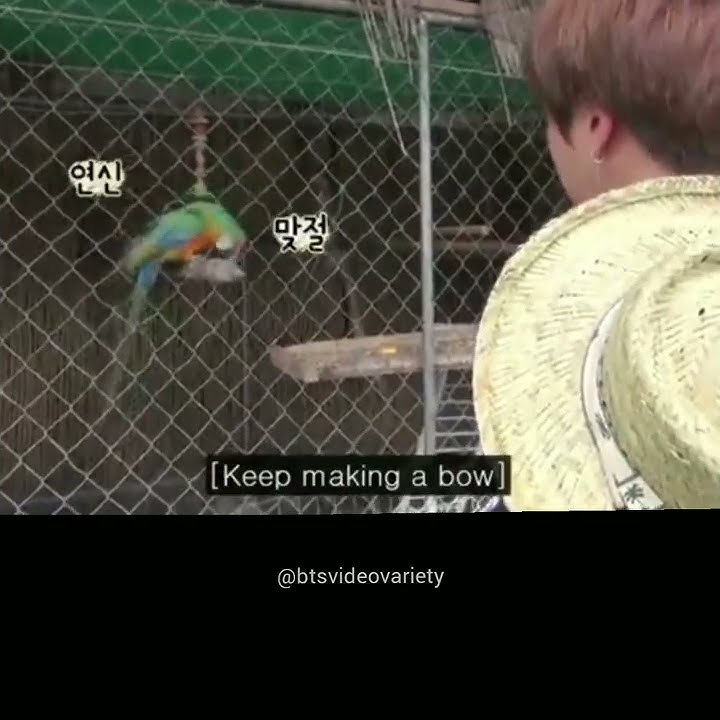 jin vs parrot😂 poor parrot😅 historical bowing battle😂#shorts