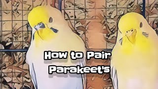 How to Pair Parakeets