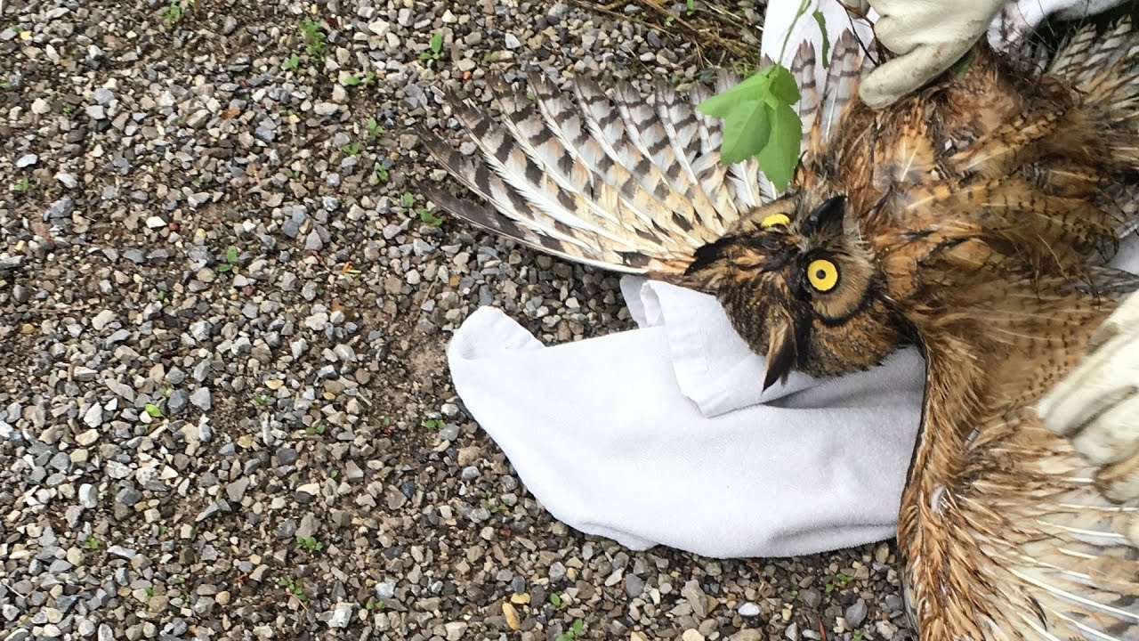 Owl Rescue and Release