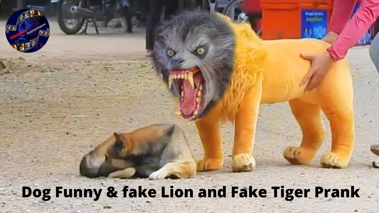 Dog Funny video, Dog Funny & fake Lion and Fake Tiger Prank To dog & Huge Box Prank to dog