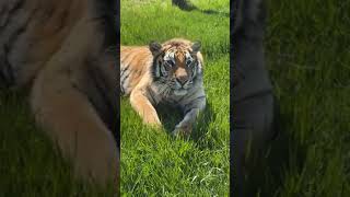 Judson and Olivia are LIVE in Wild Woodlands  || The Wildcat Sanctuary