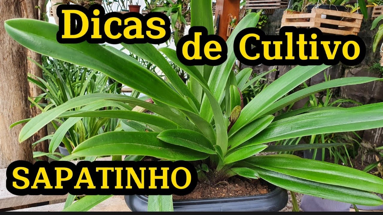 DICAS DE CULTIVO ORQUÍDEA 