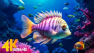 Aquarium 4K VIDEO (ULTRA HD)  Beautiful Coral Reef Fish - Relaxing Sleep Meditation Music #4