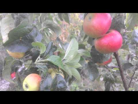 Video: How To Recognize Apple Variety By Apple? 14 Photos How To Identify By Appearance And Recognize By Pulp? Differences On Other Grounds